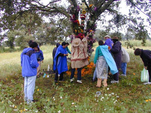 Infloración del Arbol - octubre 2002