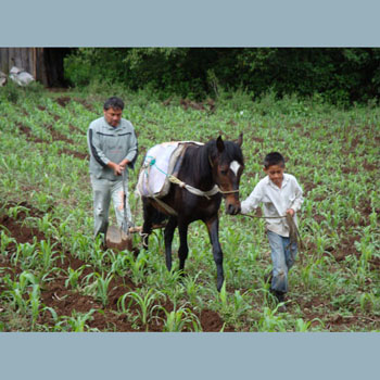  Ignacio and son ploughing with their horse. 6/23/09