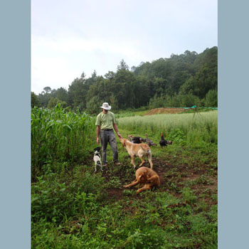  Farmer Juan with dogs, turkeys, corn and oats. 8/1/09