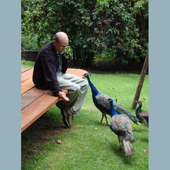  Feeding the peacocks a bit of dry dog food.