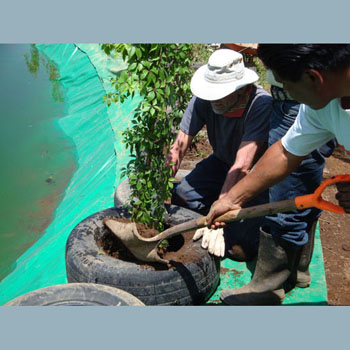  Planting in used tires around the new pond.