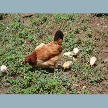  Ma and chicks.