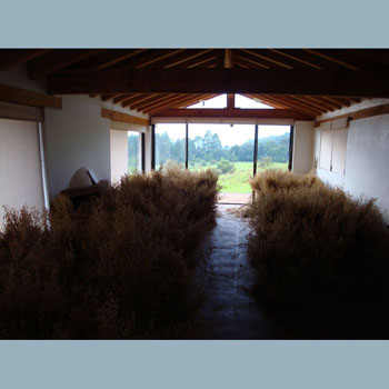  The oats drying in the guest house.