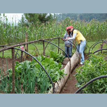 Volunteers fixing the ''micro tunnels'.